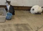 Kitten - Domestic Kitten For Adoption - South Holland&comma; IL&comma; US