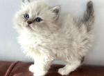 MAVERICK - Siberian Kitten For Sale - 