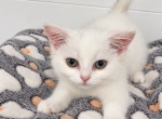 Cindy - Scottish Straight Kitten For Sale - Wellesley&comma; MA&comma; US