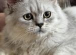 Zoke - Persian Kitten For Sale - Philadelphia&comma; PA&comma; US