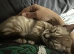 Rare SILVER SEPIA - Bengal Kitten For Sale - MO&comma; US
