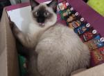 Peluche - Siamese Kitten For Sale - Queens&comma; NY&comma; US