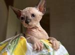 Canadian Sphynx - Sphynx Kitten For Sale - MA&comma; US