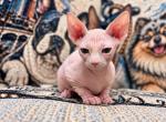 LEE - Sphynx Kitten For Sale - Valrico&comma; FL&comma; US