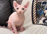 Todd - Sphynx Kitten For Sale - Valrico&comma; FL&comma; US