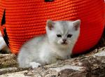 Boss baby boy munchkin silver shaded short leg - Munchkin Kitten For Sale - CA&comma; US