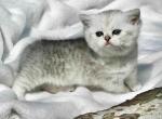 Batman munchkin  baby boy silver shaded short leg - Munchkin Kitten For Sale - CA&comma; US