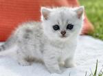 Boo munchkin silver shaded baby boy with short leg - Munchkin Kitten For Sale - CA&comma; US