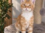 Denzel - Maine Coon Kitten For Sale - Hollywood&comma; FL&comma; US