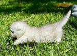 Bonny munchkin fold silver shaded girl short leg - Munchkin Kitten For Sale - CA&comma; US