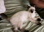 Shadow - Siamese Kitten For Sale - Jupiter&comma; FL&comma; US