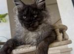 Norik - Maine Coon Kitten For Sale - Hollywood&comma; FL&comma; US