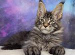 Entei - Maine Coon Kitten For Sale - WA&comma; US