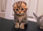Tigr - Scottish Fold Kitten For Sale - 