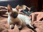 Female Sealpoint Siamese Kitten PRICE REDUCED - Siamese Kitten For Sale - Center Moriches&comma; NY&comma; US