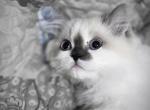 Hope  the sweetest ragdoll girl - Ragdoll Kitten For Sale - Southwick&comma; MA&comma; US