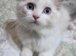 Happy the happiest boy ragdoll - Ragdoll Kitten For Sale - Southwick&comma; MA&comma; US