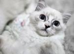 Rae of sunshine ragdoll kitten - Ragdoll Kitten For Sale - Southwick&comma; MA&comma; US