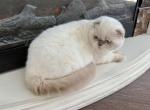 Scottish Fold Color Point Male - Scottish Fold Kitten For Sale - 