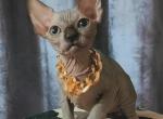 Kai - Sphynx Kitten For Sale - Norwalk&comma; CT&comma; US