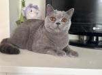 Blue Velvet - British Shorthair Kitten For Sale - NY&comma; US