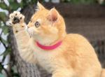 Melody Gold - British Shorthair Kitten For Sale - NY&comma; US