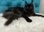 Polina - Maine Coon Kitten For Sale - Hollywood&comma; FL&comma; US