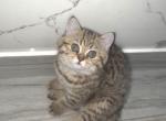 Lilly - Scottish Straight Kitten For Sale - Naperville&comma; IL&comma; US