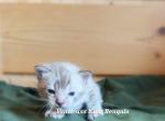 Beautiful snow sepia - Bengal Kitten For Sale - 