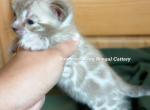 Stunning snow sepia - Bengal Kitten For Sale/Service - Scottsbluff&comma; NE&comma; US