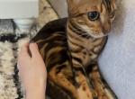 Bengal Cat needs a home - Bengal Cat For Sale - Camarillo&comma; CA&comma; US