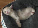 Honey - Scottish Straight Kitten For Sale - 