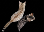 Spotted Bobtail - Bengal Kitten For Sale - MI&comma; US