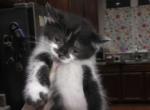 Gordon - Scottish Straight Kitten For Sale - 