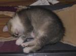 Kinley - Scottish Straight Kitten For Sale - 