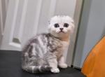 Molly - Scottish Fold Kitten For Sale - Commerce City&comma; CO&comma; US