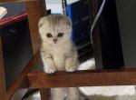 Molly - Scottish Fold Kitten For Sale - Commerce City&comma; CO&comma; US