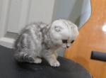 Molly - Scottish Fold Kitten For Sale - 