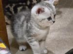 Song - Scottish Straight Kitten For Sale - Commerce City&comma; CO&comma; US
