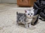 Song - Scottish Straight Kitten For Sale - 