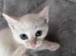 Marshmallow - Domestic Kitten For Adoption - Pensacola&comma; FL&comma; US