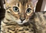 Bengal kittens - Bengal Kitten For Sale - Haverstraw&comma; NY&comma; US