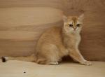 Stone - British Shorthair Kitten For Sale - Ashburn&comma; VA&comma; US