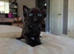Bean blk boy - Devon Rex Kitten For Sale - Fontana&comma; CA&comma; US