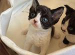 Dottie - Devon Rex Kitten For Sale - Fontana&comma; CA&comma; US