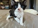 Lottie - Devon Rex Kitten For Sale - Fontana&comma; CA&comma; US