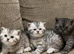 British Shorthair Kittens Litter 5 - British Shorthair Kitten For Sale - Philadelphia&comma; PA&comma; US