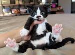 Lola - Devon Rex Kitten For Sale - Fontana&comma; CA&comma; US