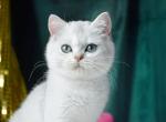 Fletcher - Scottish Straight Kitten For Sale - Hollywood&comma; FL&comma; US