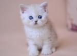 Karat - British Shorthair Kitten For Sale - Norwalk&comma; CT&comma; US